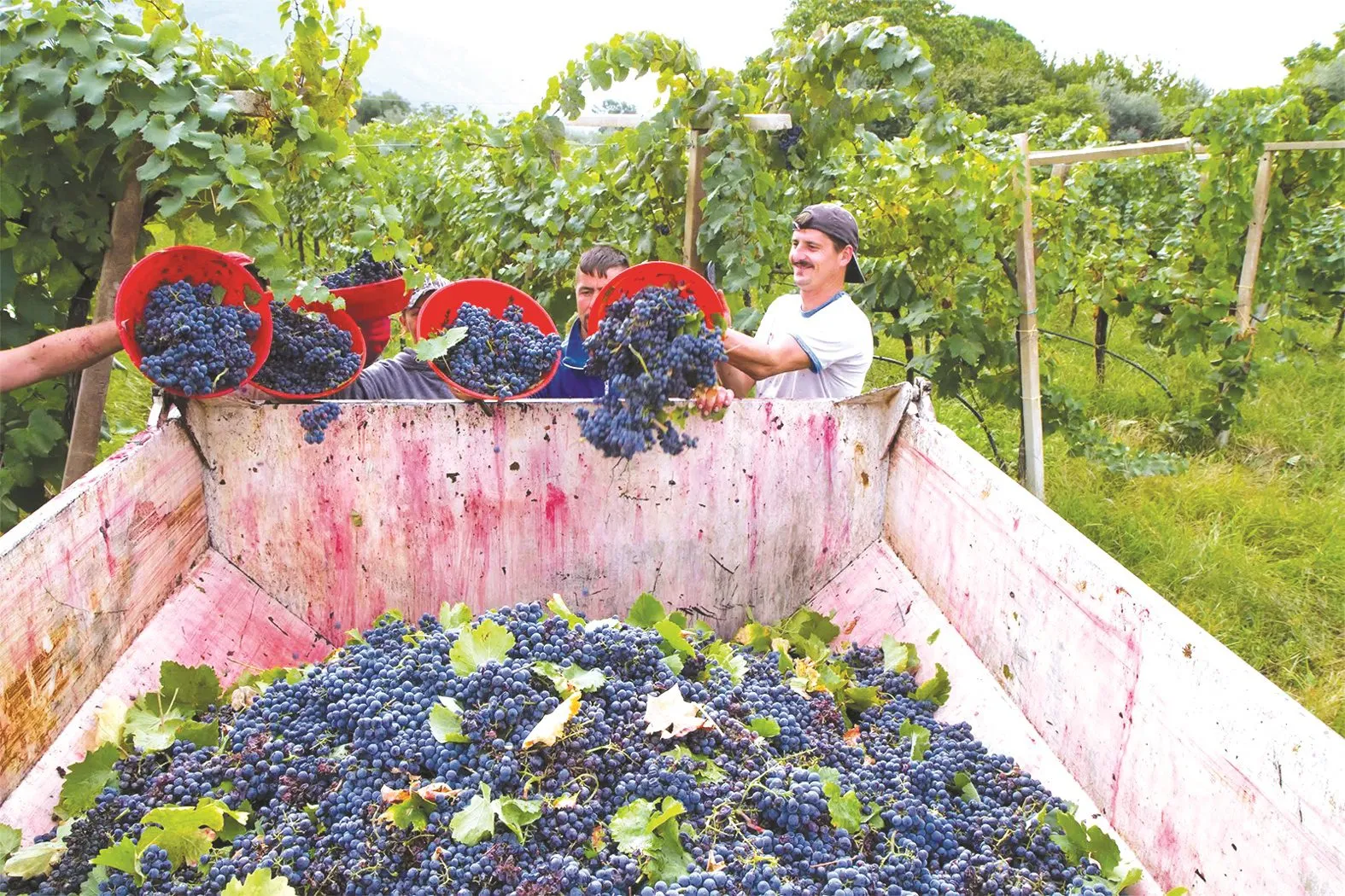 सुला वाइनयार्ड्स, Vine, Vineyards