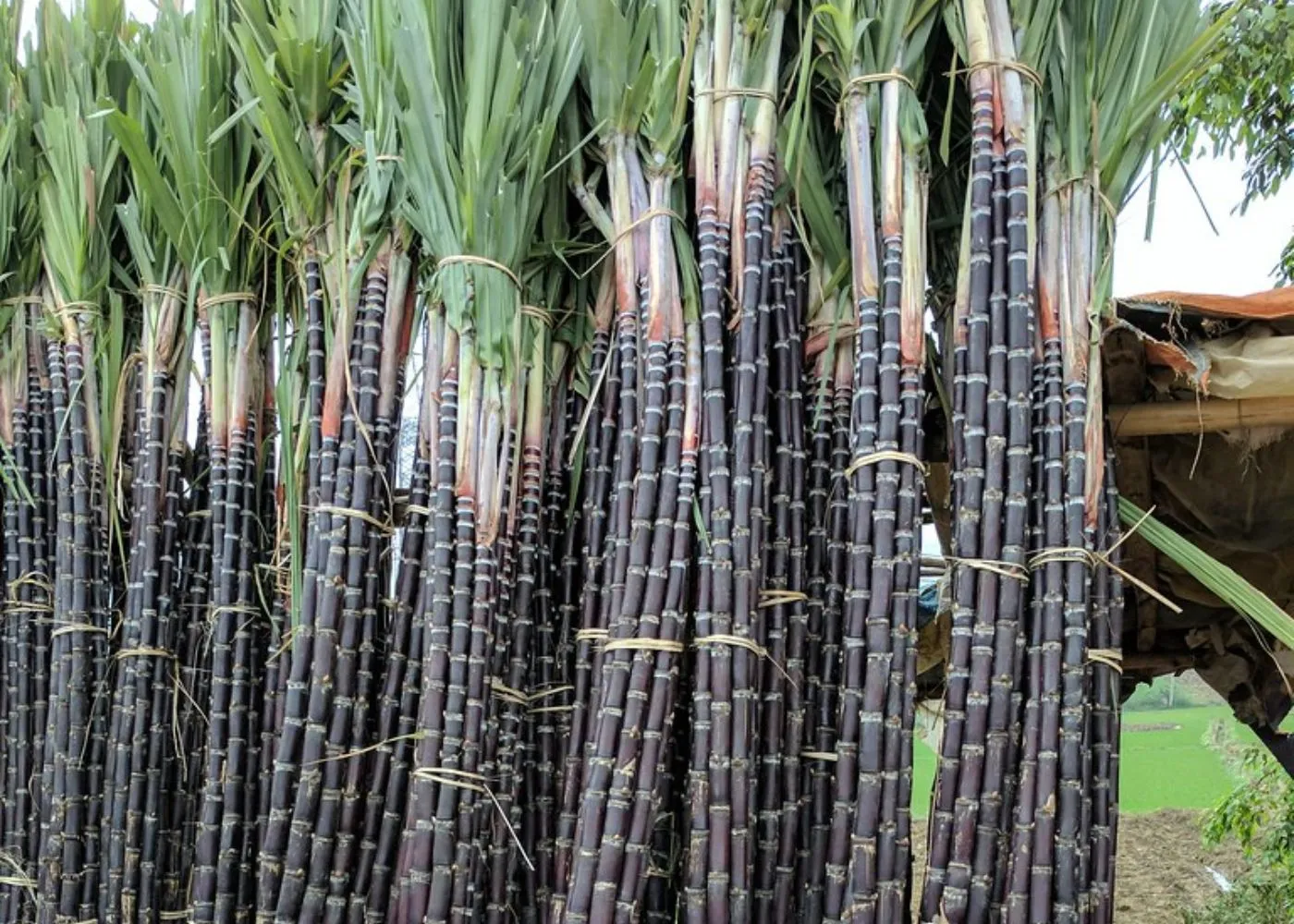 Sugar season 2024-25: Sugarcane crushing season will start soon in Maharashtra, border mills will benefit from Karnataka's decision महाराष्ट्र में गन्ना पेराई सीजन जल्द होगा शुरू, कर्नाटक के फैसले से सीमावर्ती मिलों को होगा फायदा