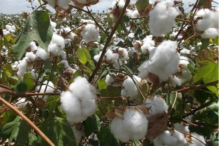कपास पर आयात शुल्क से छूट की अवधि बढ़ाकर 31 दिसंबर, 2025 तक