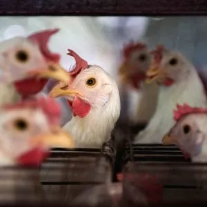 bird flu