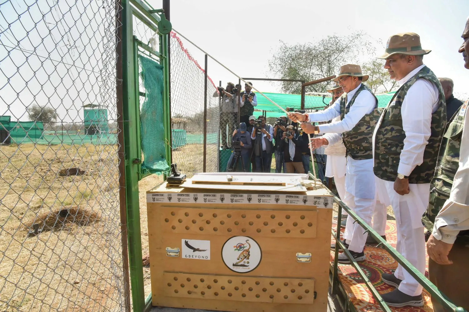 MP: साउथ अफ्रीका से लाए गए 12 चीते कुनो में अलग अलग बाड़ों में छोड़े गए