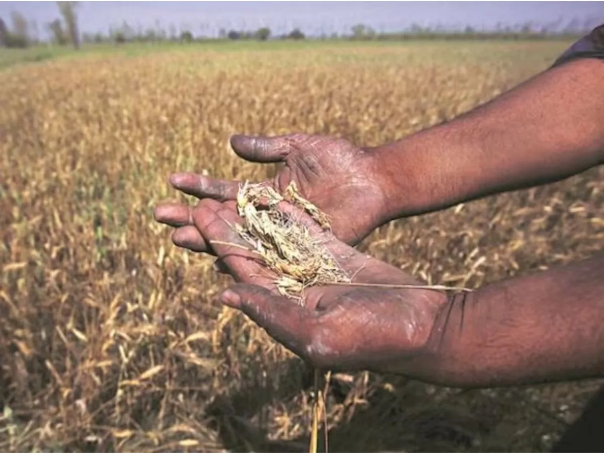 Crops sown in 53,000 hectares ruined by recent floods in Haridwar