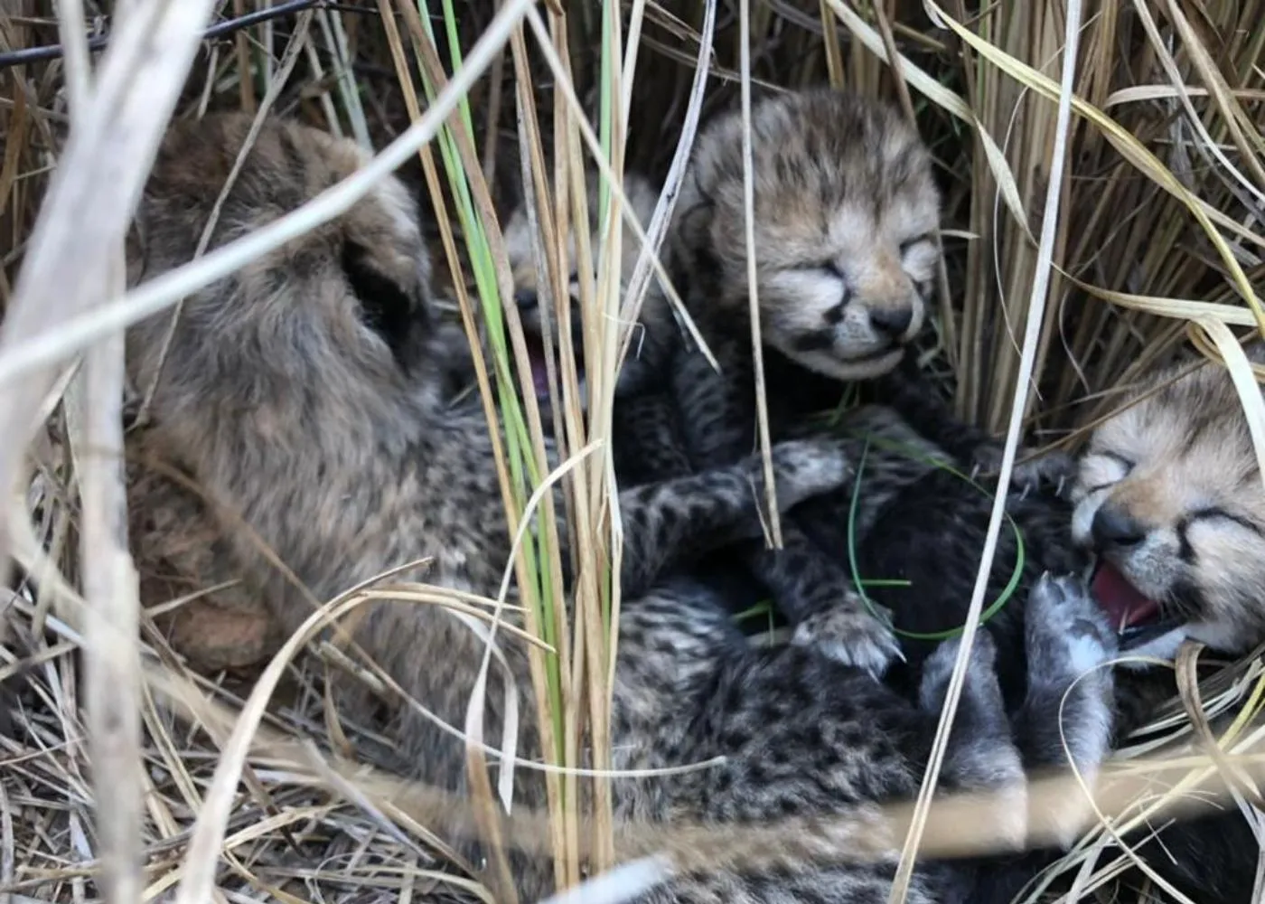 Kuno National Park: Good news! The family of cheetahs increased in Kuno
