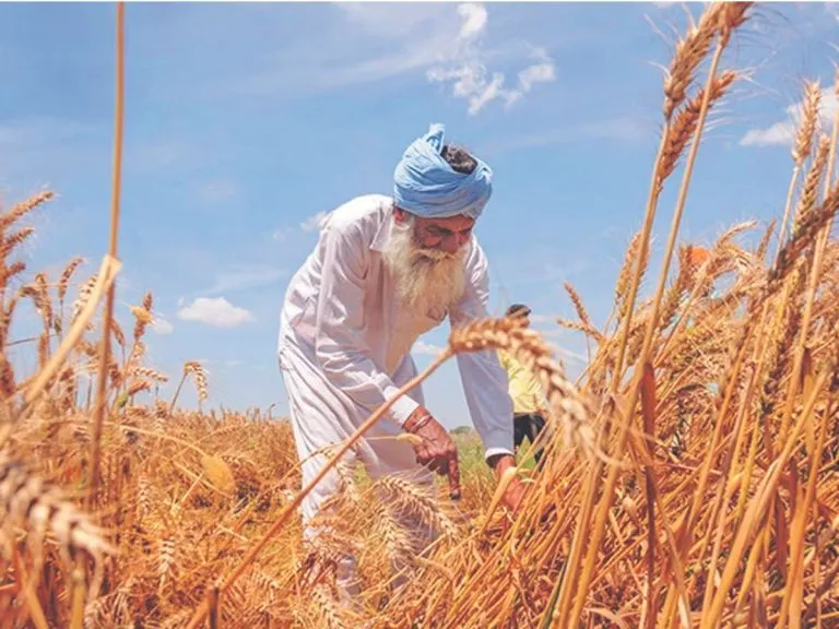 wheat procurement: