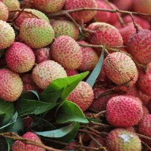 Shahi Litchi
