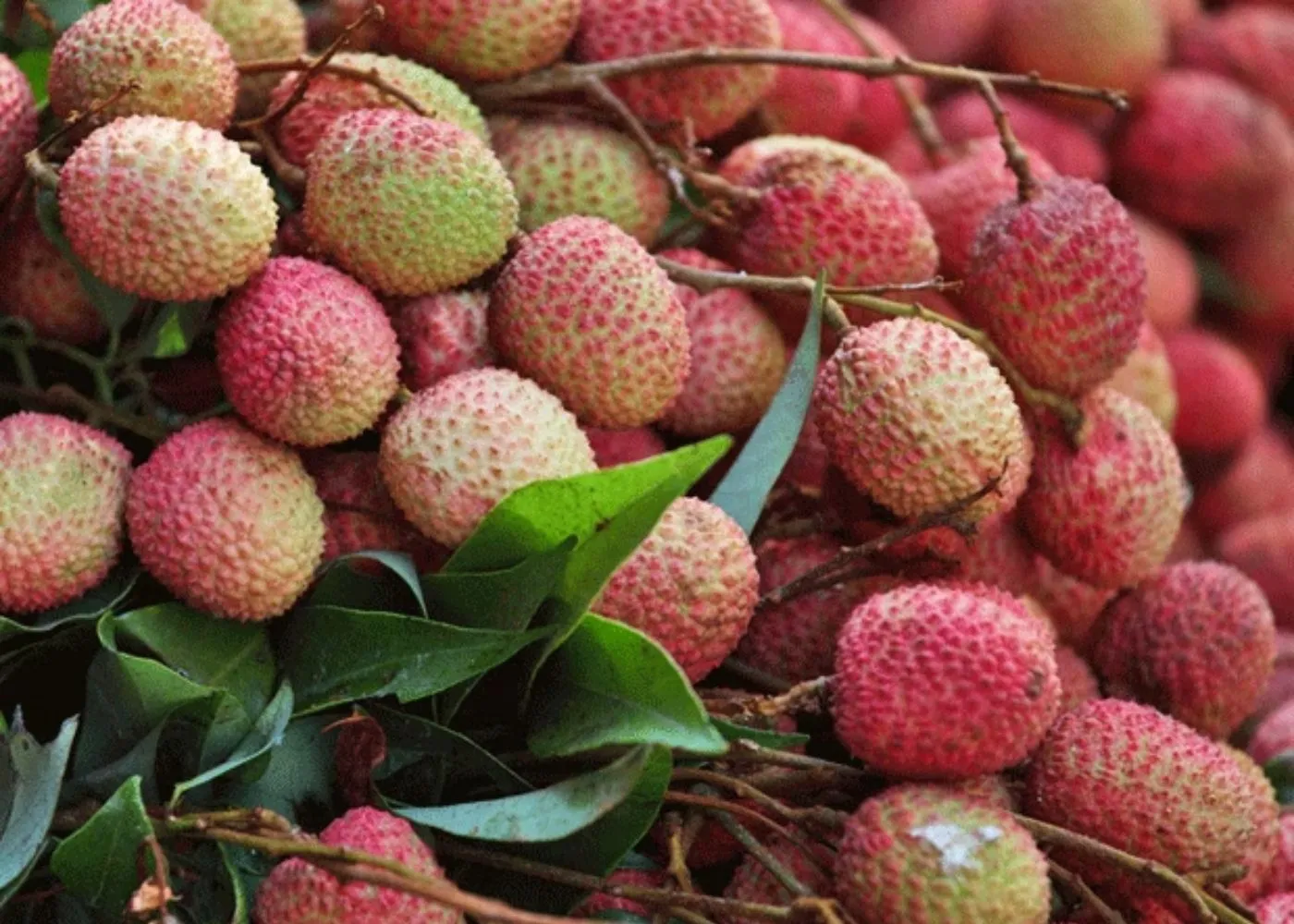 Shahi Litchi