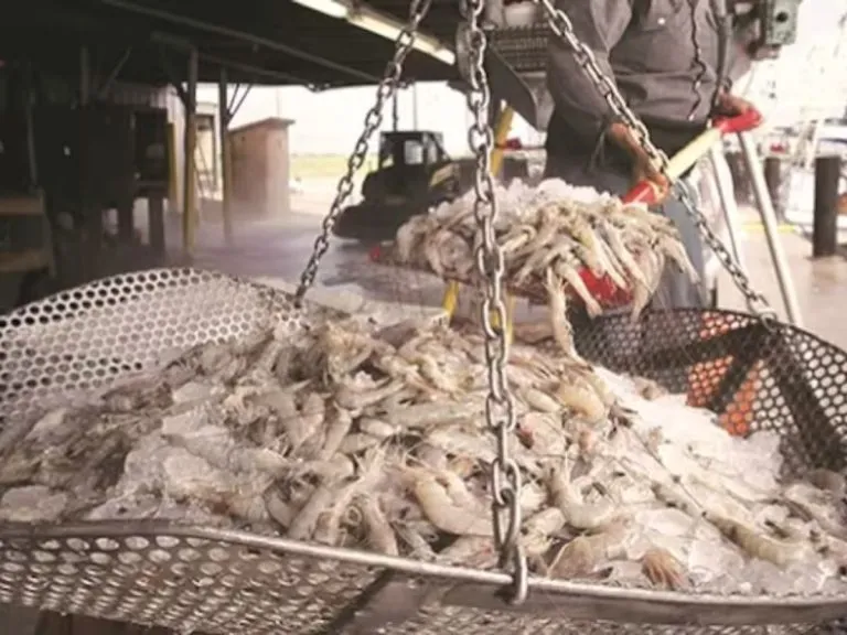 Tariff pause eases farm worries, Andhra govt forms panel on shrimp exports