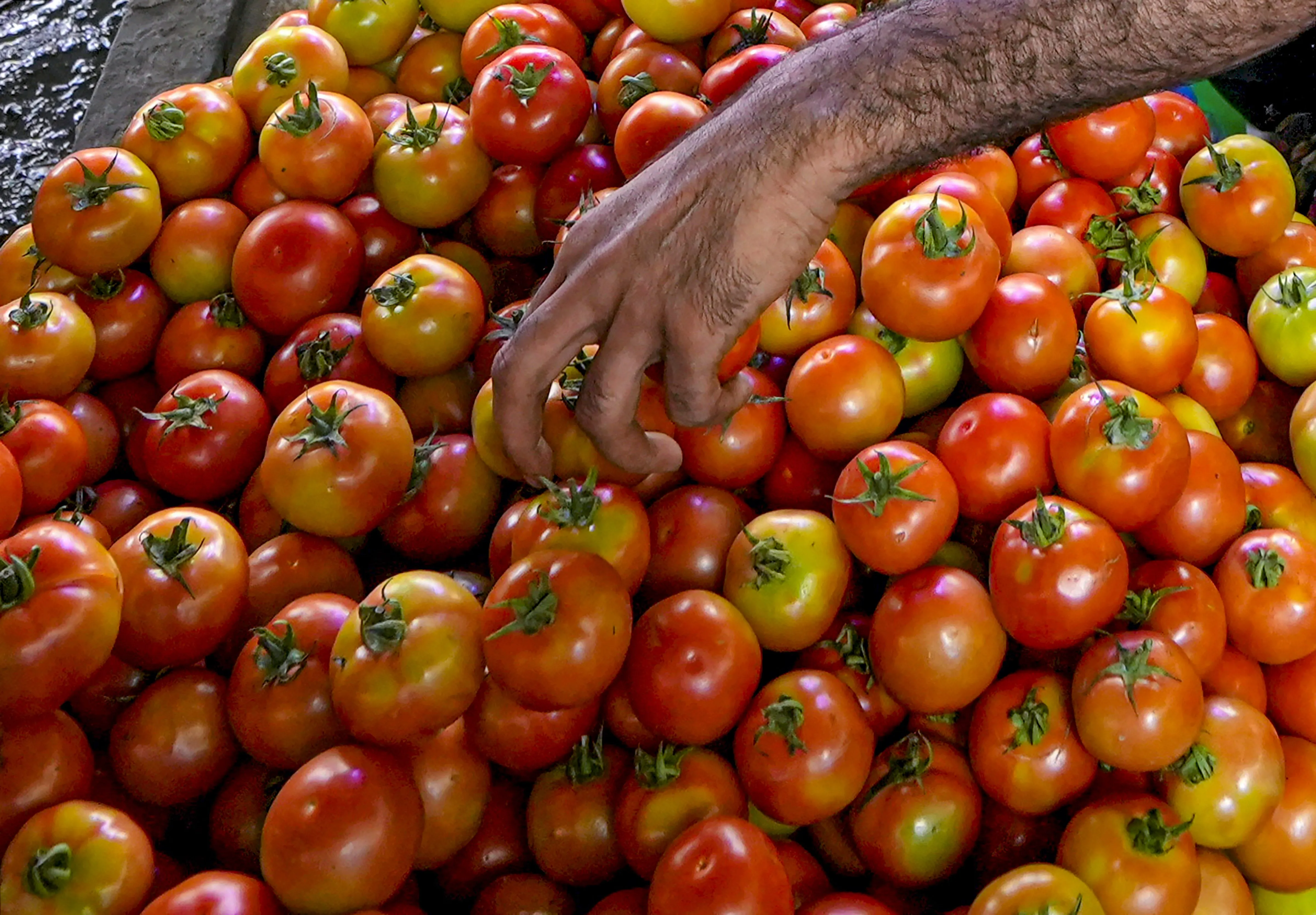 tomato price