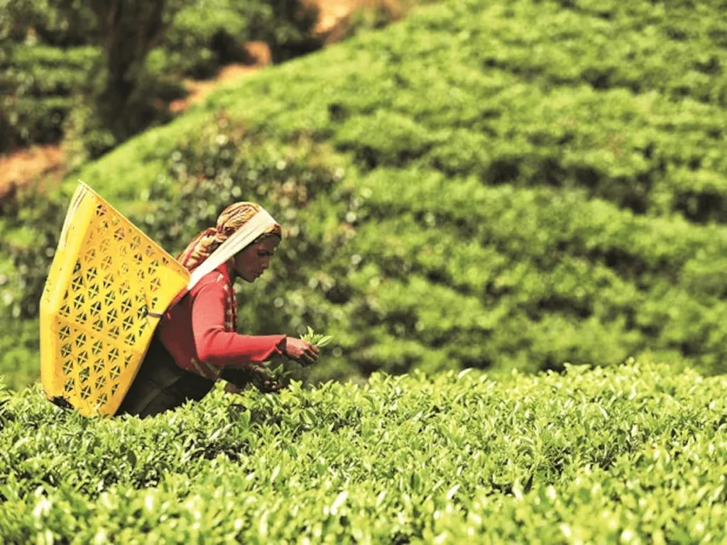 Tea Export: चाय निर्यातकों की चिंता, ईरान तक न पहुंचे इजरायल-हमास युद्ध ...