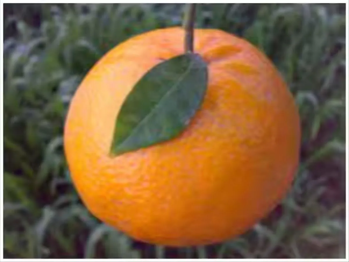 Punjab kinnow growers stare at poor income as prices fall amid bumper yield