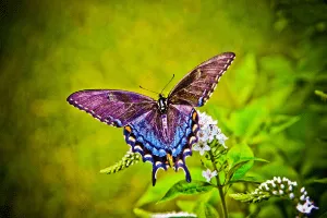 butterfly