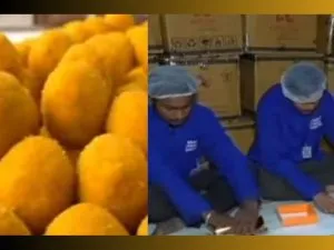 After consecration Mandir trust to distribute Maha Prasad made of Desi Ghee to guests प्राण प्रतिष्ठा के बाद मंदिर ट्रस्ट मेहमानों को वितरित करेगा देसी घी से बना 'महा प्रसाद'