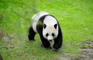 panda
