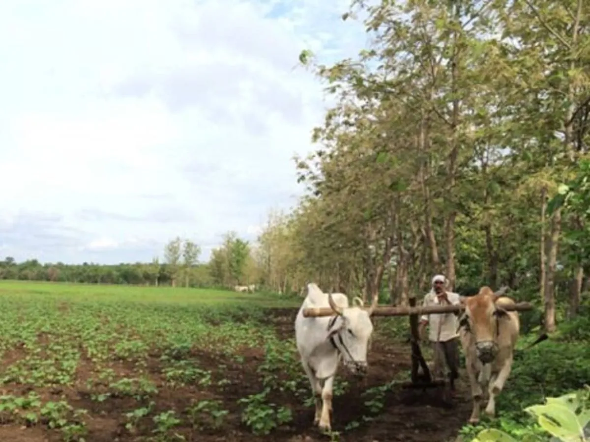 Agriculture growth: बेहतर मॉनसून और रबी की फसल से कृषि क्षेत्र चमका, FY25 में 3.8% वृद्धि का अनुमान