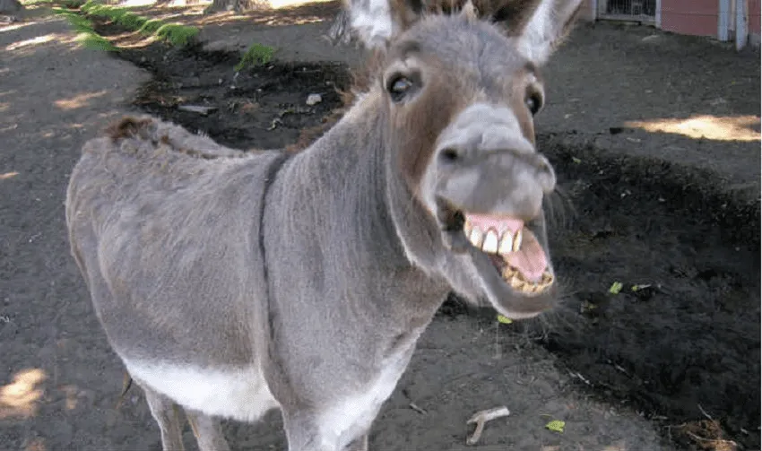 Donkey