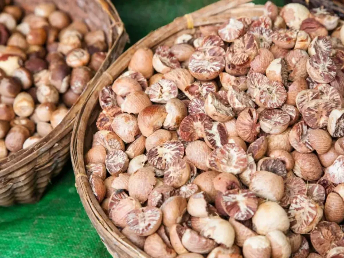 India approves import of fresh betel nut from Bhutan without MIP condition: DGFT भारत ने भूटान से MIP शर्त के बिना दी ताजा सुपारी के आयात की मंजूरी: DGFT