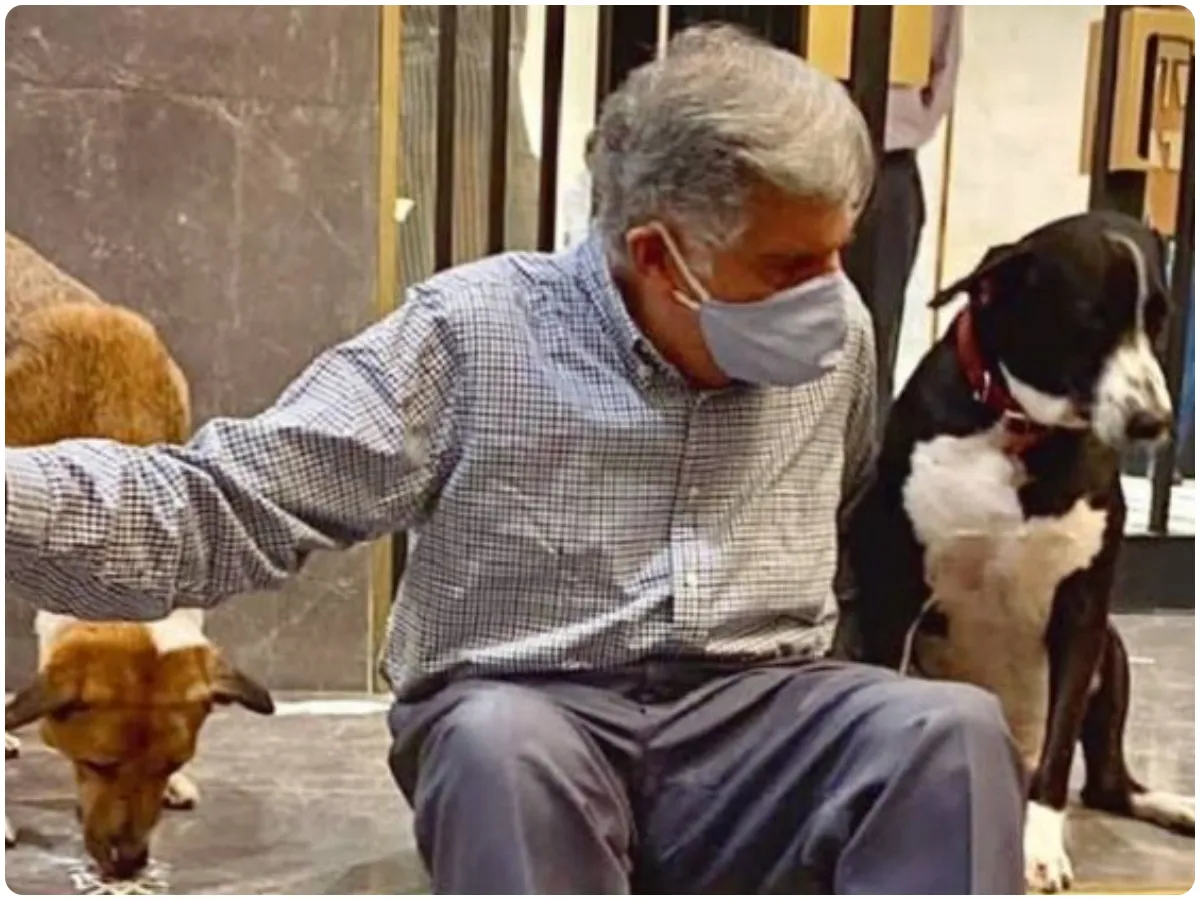 tata with street dogs