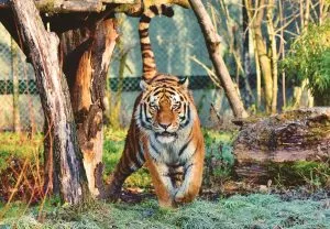 tiger reserve
