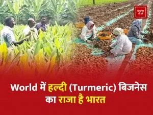 Turmeric agri business
