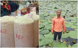 Makhana