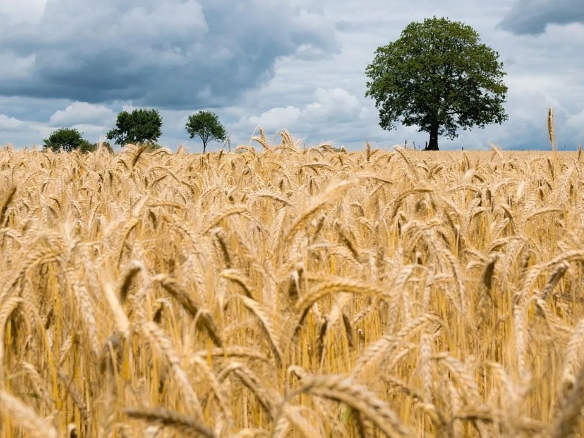 Global Wheat Stocks
