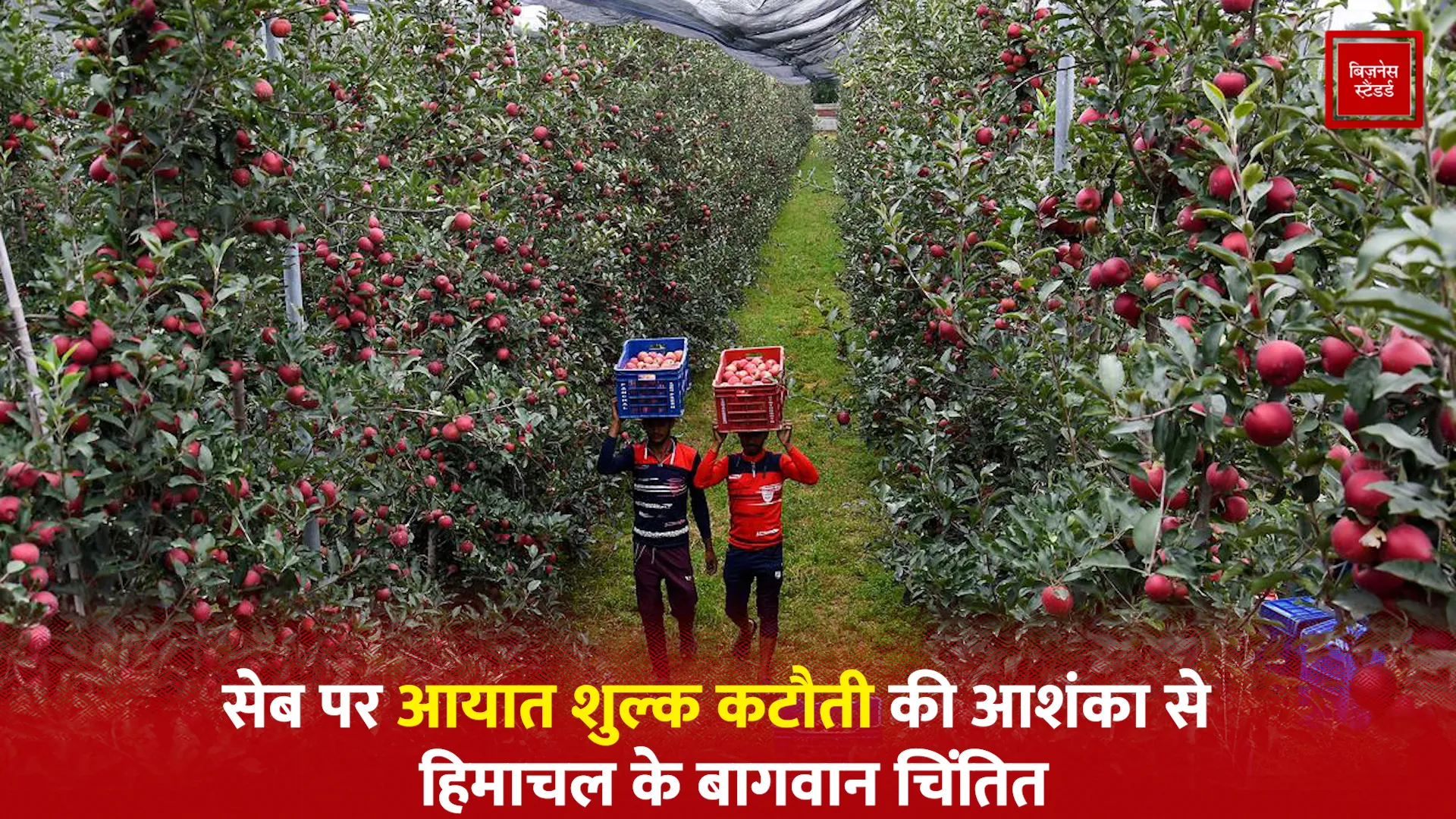 Apple Import Duty