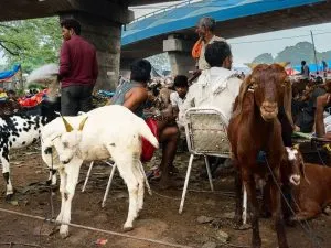 Bakrid