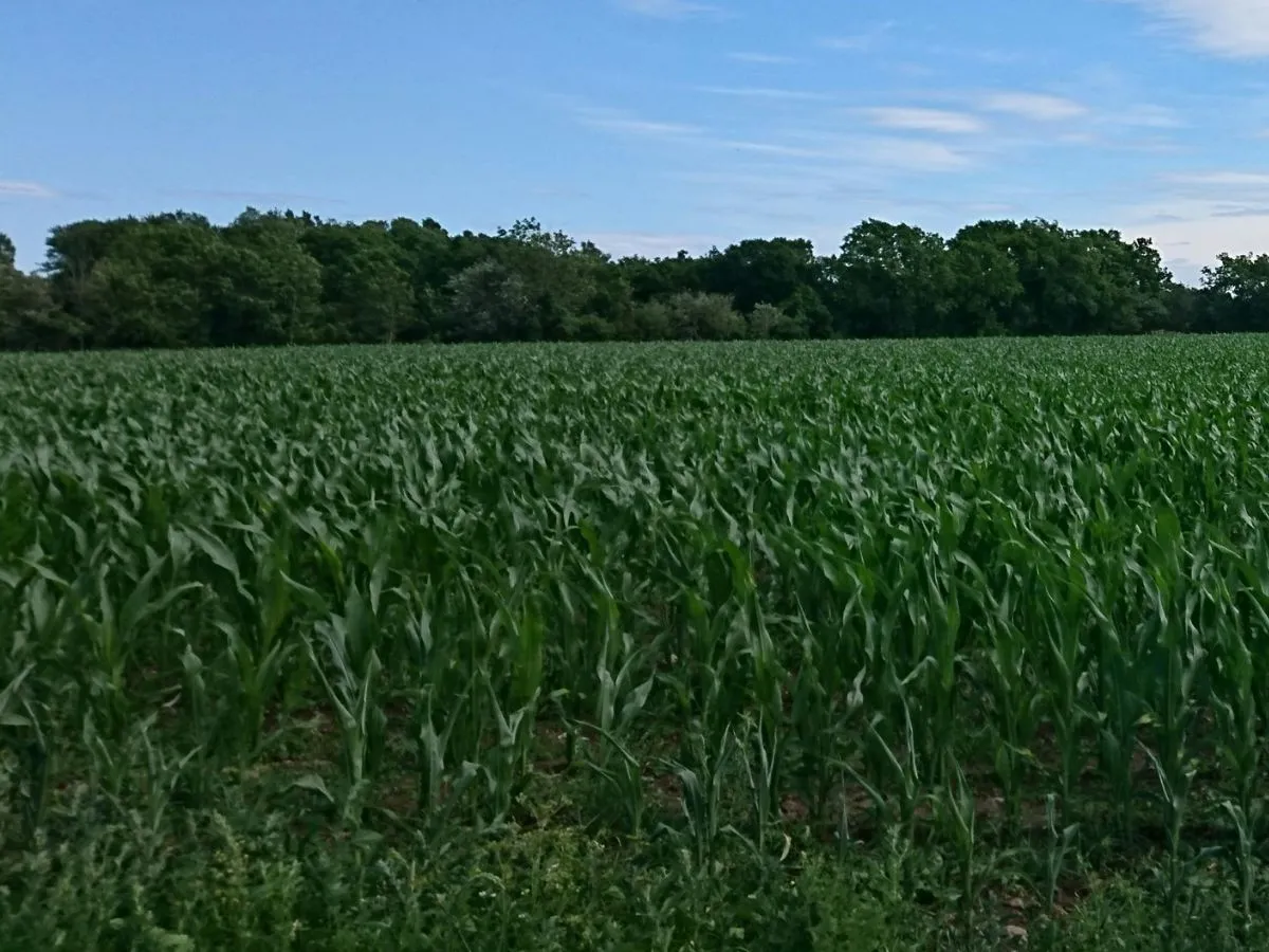 Kharif crops
