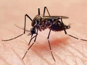 Mosquito