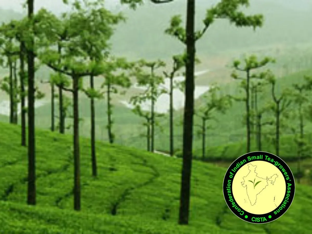 TEA Garden plantation in India