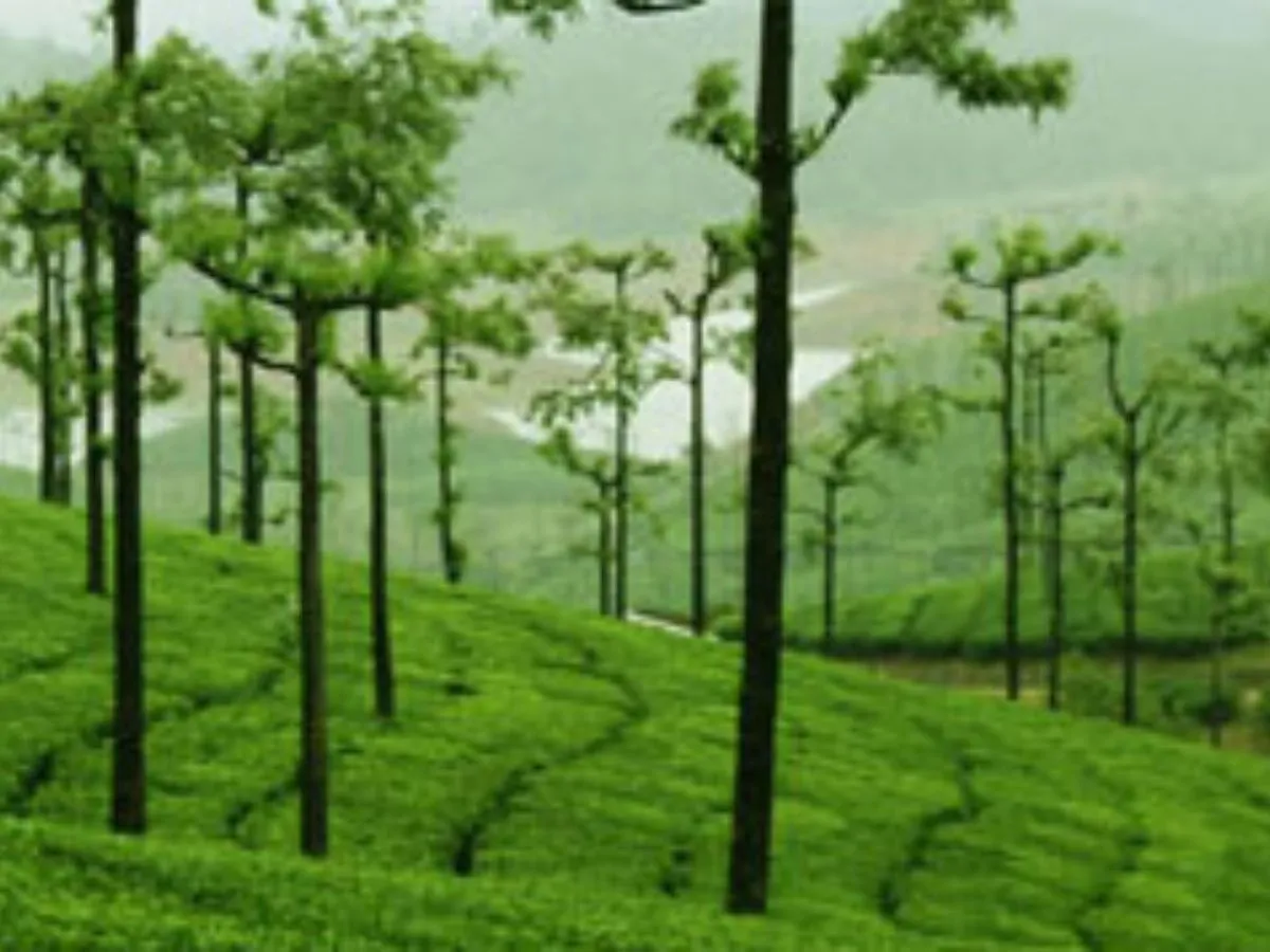 TEA Garden plantation in India