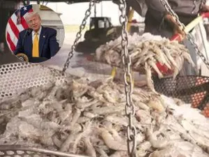 Trump Tariff impact on Shrimp export