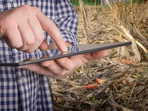 crop insurance