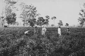 Tea Plantation during British rule