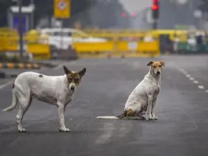 Stary Dogs