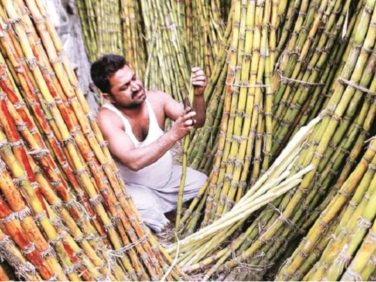 योगी सरकार का किसानों के लिए बड़ा फैसला, गन्ना मूल्य 30 रुपये प्रति कुंतल बढ़ाया Sugarcane