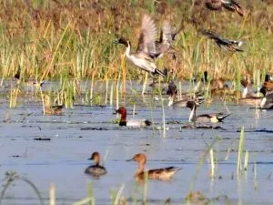 Uttar Pradesh eco tourism