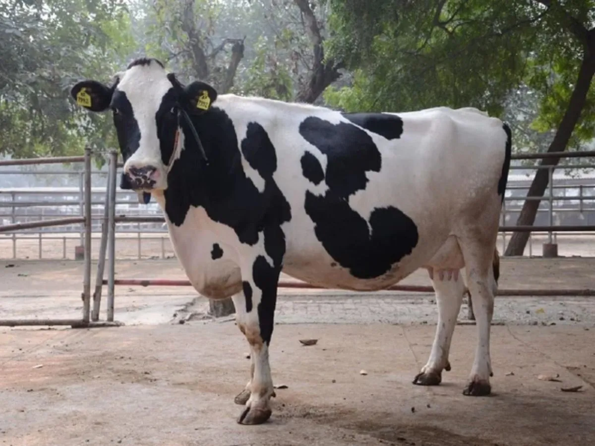 Karan Fries cow breed