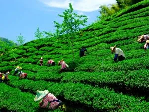 Tea garden