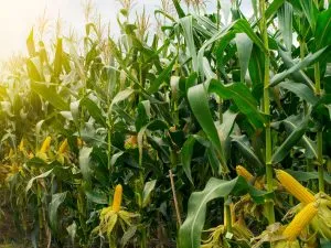 Corn Plant