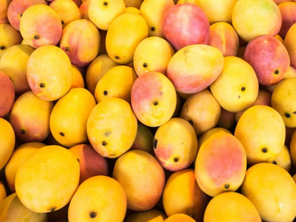 Alphonso mango