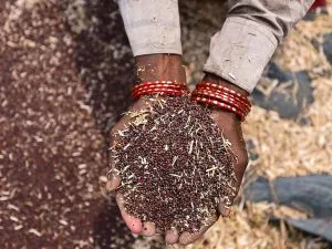 mustard seeds