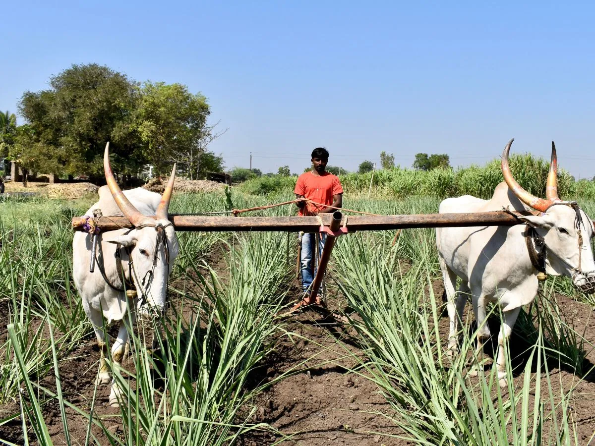 ग्रीष्मकालीन फसलों की बोआई में हल्की बढ़त, दलहन-मोटे अनाज में तेज उछाल