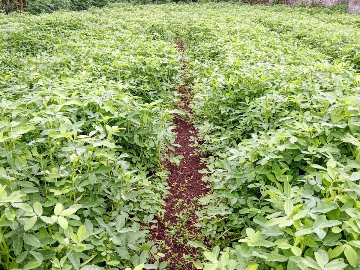 Summer crops
