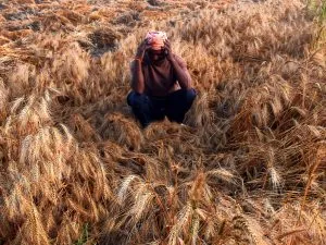 rain impact wheat crop