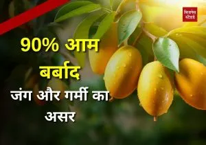 mango crop loss,