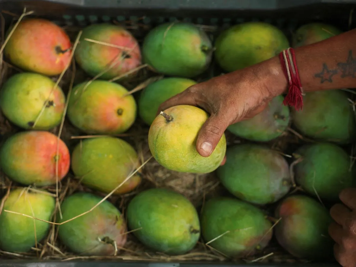 Alphonso mango trade