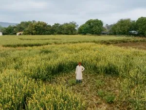 Indian Farmer