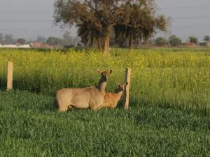 Nilgai