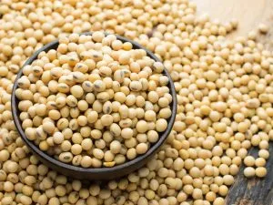 Soybean